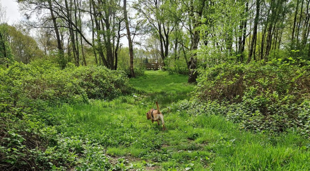 Labrador tijdens wandeling in het bos waar honden teken kunnen oplopen