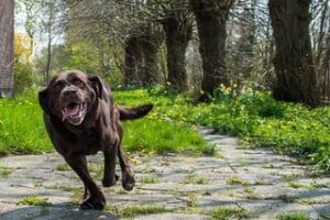 Bruine labrador overenthousiast