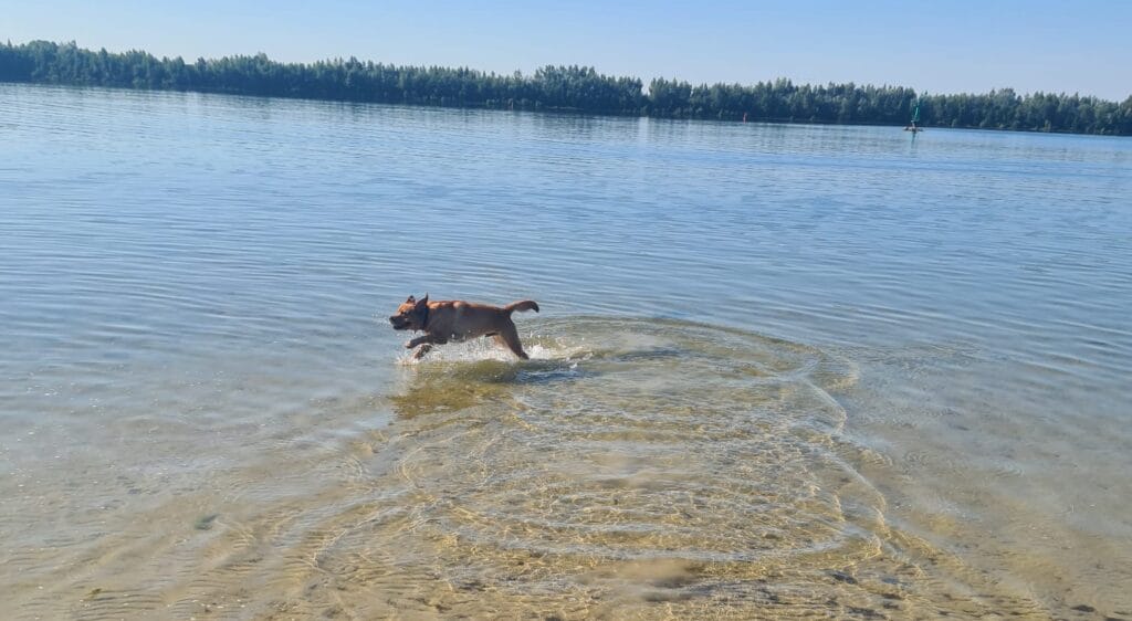 labrador in water lopen en spelen