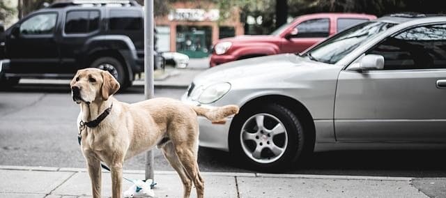 Op deze afbeelding zie je een blonde labrador die op straat aan een paal vastzit