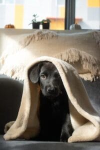 Zwarte labrador pup zit onder een deken