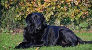 Op deze afbeelding zie je een oude grijze labrador