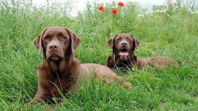 Twee bruine labradors die in het gras liggen