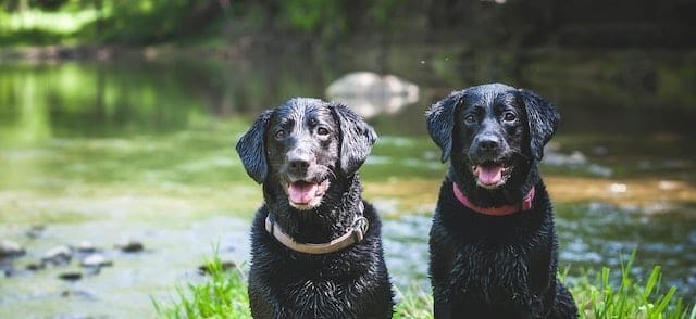 Zwarte labradors nat en vies