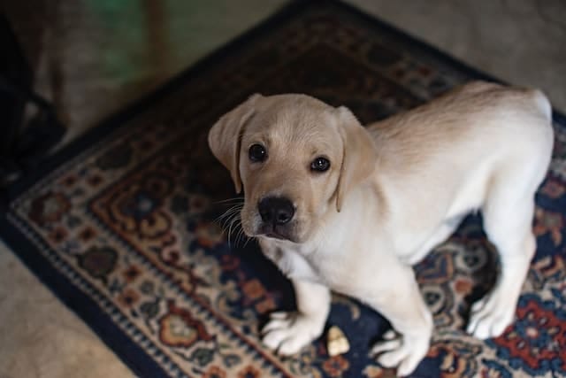 Labrador puppy op deurmat