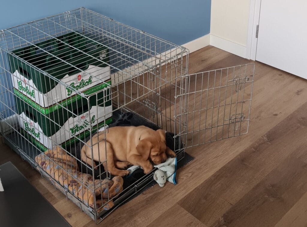 labrador puppy in bench met kleedje en benchverkleiner