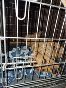 Teddy als pup in zijn bench