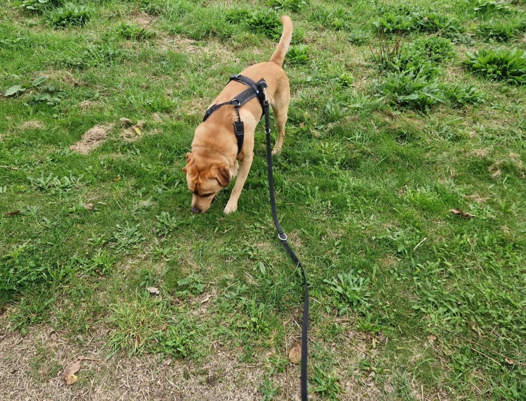 labrador uitlaten terwijl hij snuffelt tijdens een wandeling