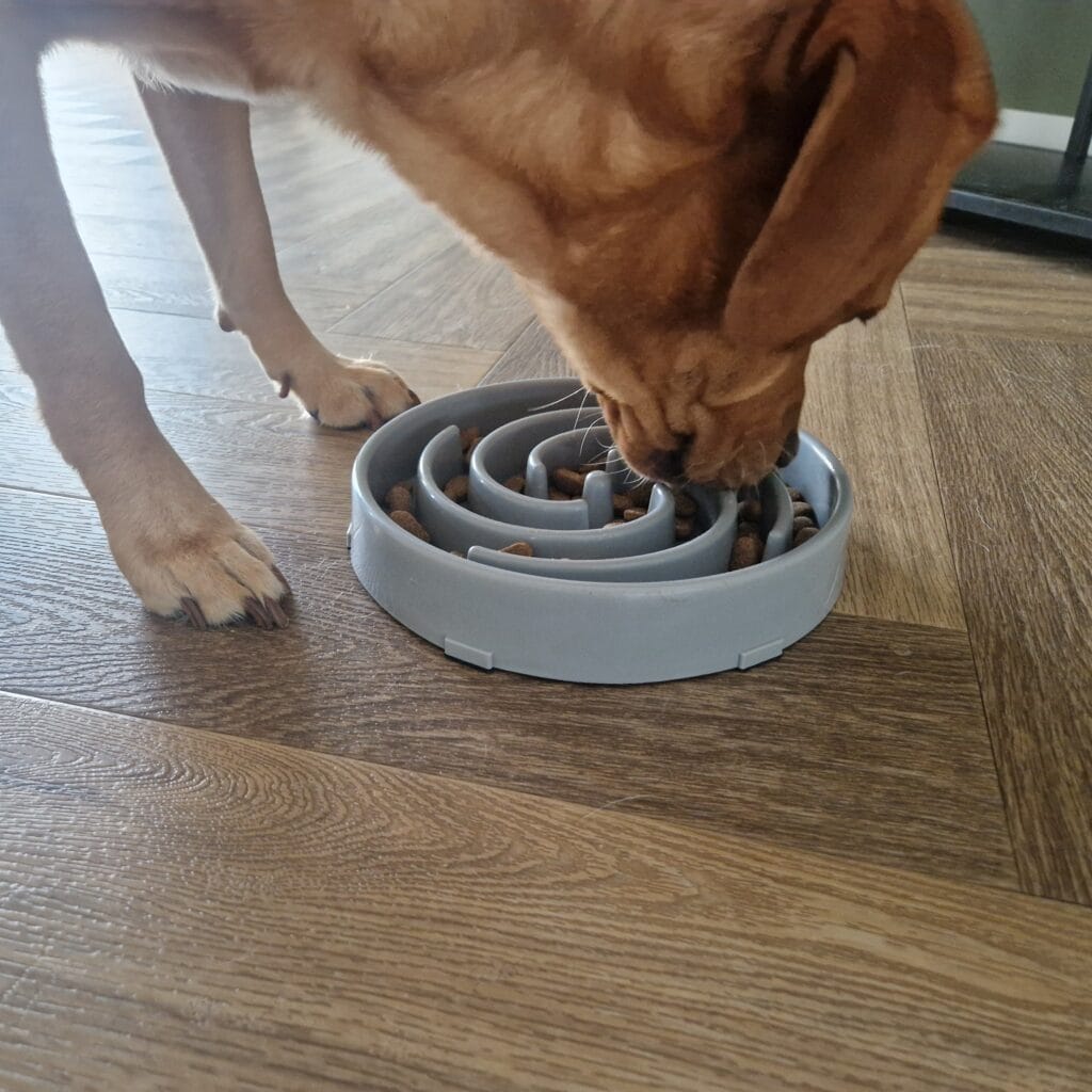 Teddy eet brokken uit zijn anti-schrokbak