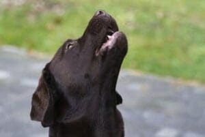 Bruine labrador is aan het janken