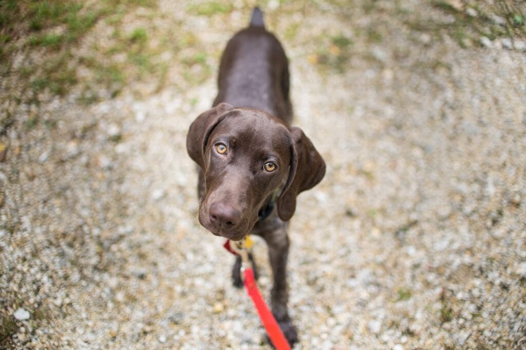 Bruine labrador