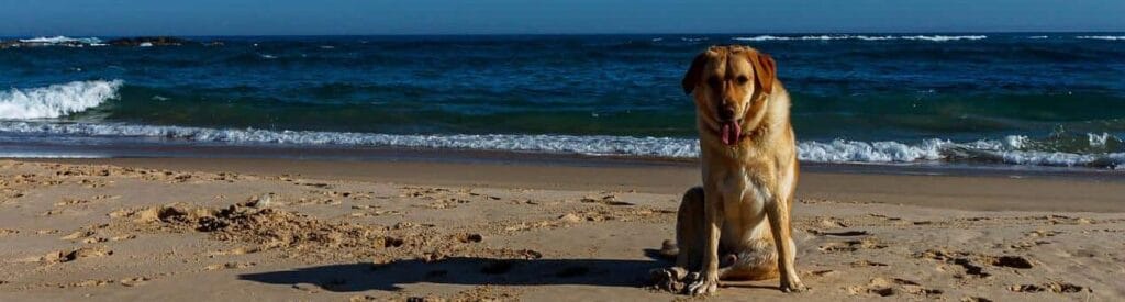 Labrador op vakantie aan het strand