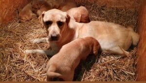 Moederhond Bella met haar labrador pups in het nest