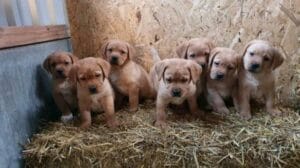 Op deze afbeelding zie je Teddy met zijn broertjes en zusjes