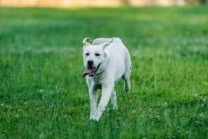 Een witte labrador rent over het gras