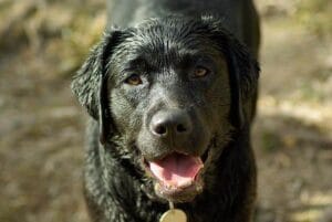 Zwarte labrador is vies