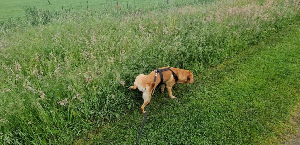 Teddy plast buiten tegen het gras