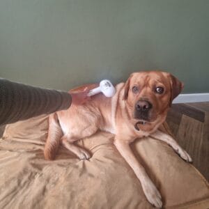 Teddy wordt geborsteld met de stoomborstel op zijn kussen