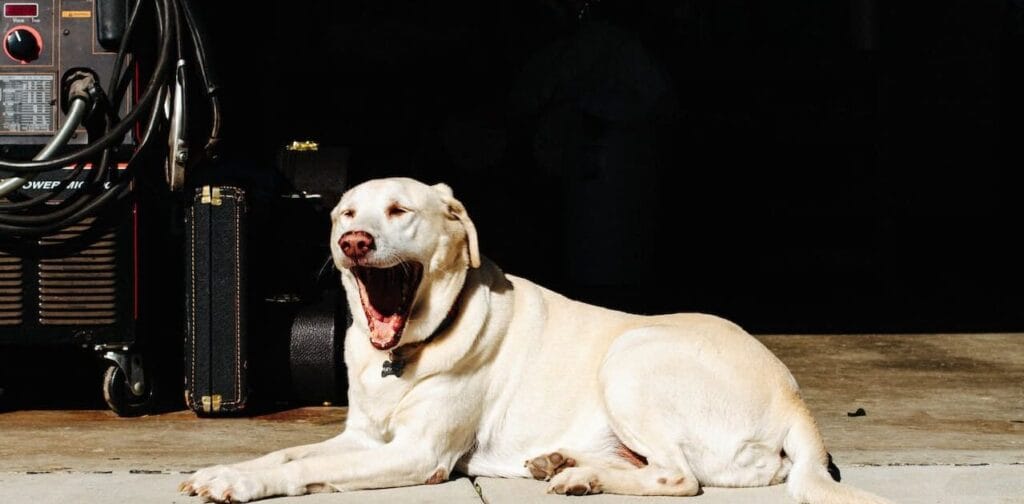 Op deze afbeelding zie je een labrador gapen