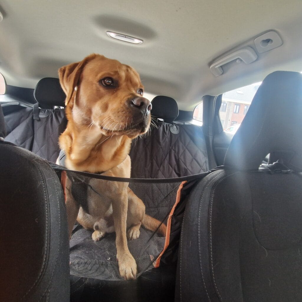 Teddy op de achterbank van de auto