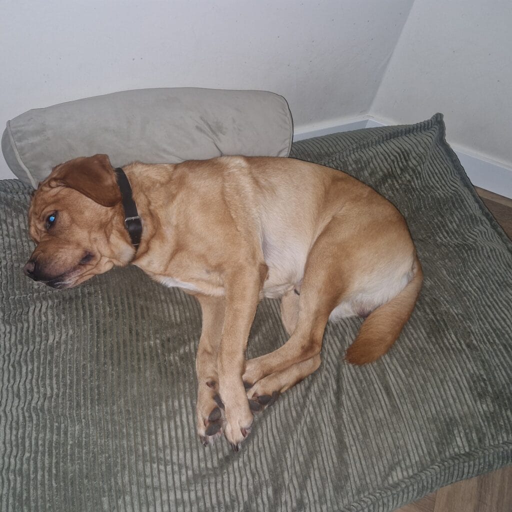 Teddy ligt op zijn rechthoekige hondenkussen