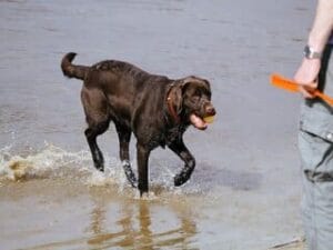 Labrador speelt met bal