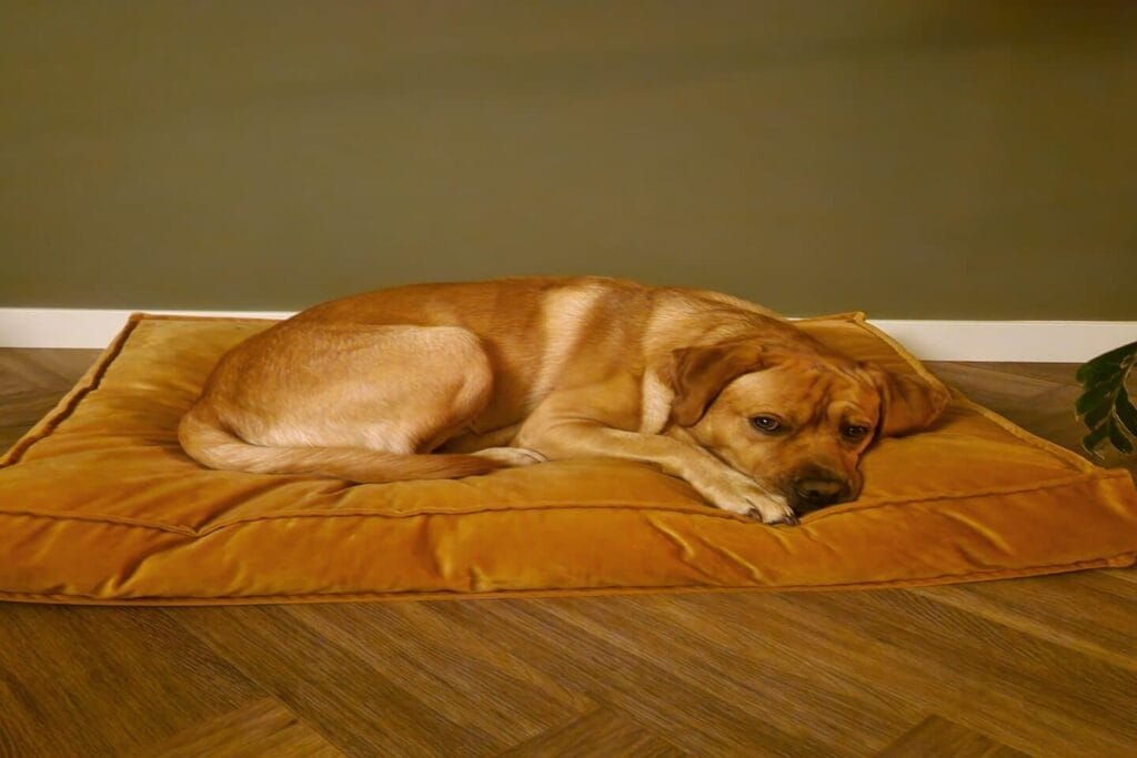 Op deze afbeelding zie je mijn labrador Teddy op zijn kussen liggen