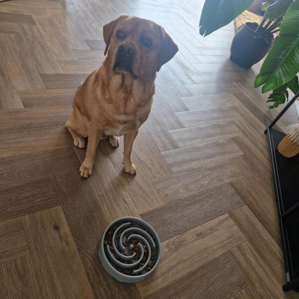 Teddy en zijn anti-schrok voerbak