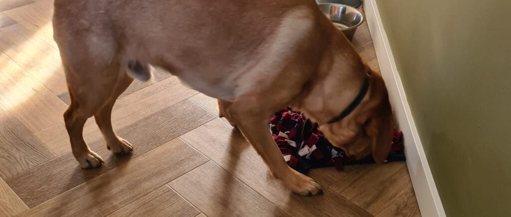 labrador snuffelt in snuffelmat tijdens hersenwerk