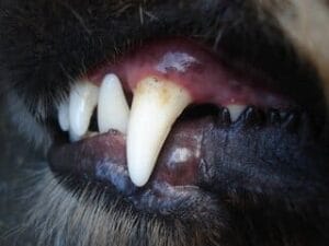 Labrador met vieze tanden