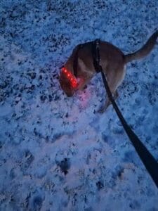 Teddy snuffelt in de sneeuw