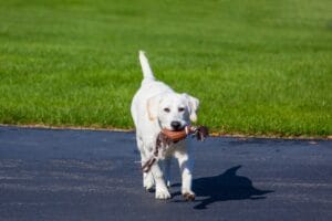 Labrador met speelgoed in zijn bek