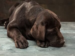 Bruine labrador loops