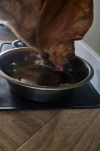 Teddy drinkt water