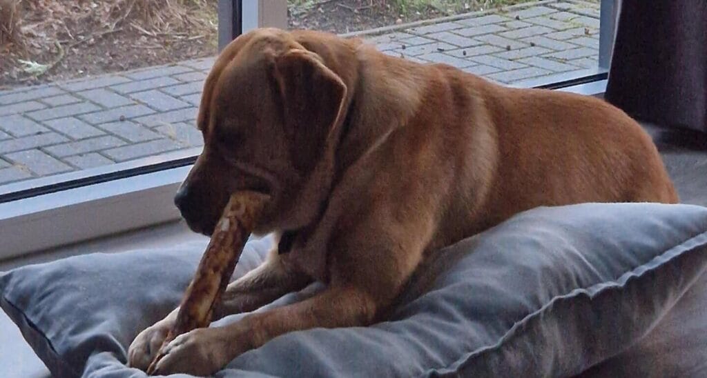 Op deze afbeelding zie je mijn labrador Teddy met een kauwsnack
