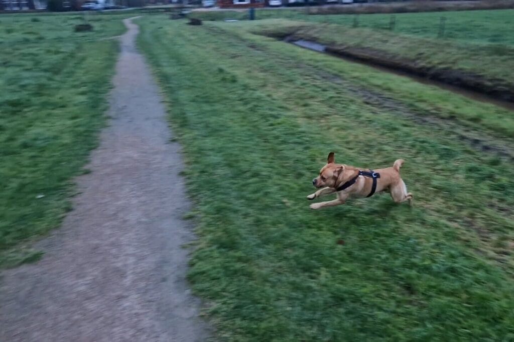 Teddy heeft zoomies