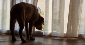 Teddy kijkt door het raam naar buiten