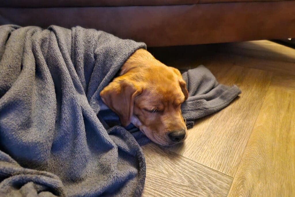 Teddy slaapt op de grond onder een fleecedeken