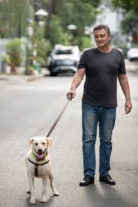 blonde labrador wandelt met zijn baasje