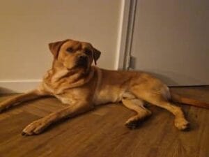 Mijn labrador Teddy ligt op de vloer