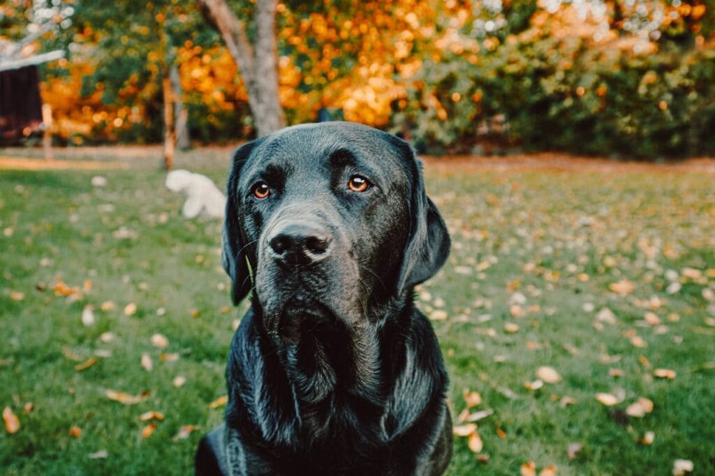 Op deze afbeelding zie je een zwarte labrador in het gras liggen