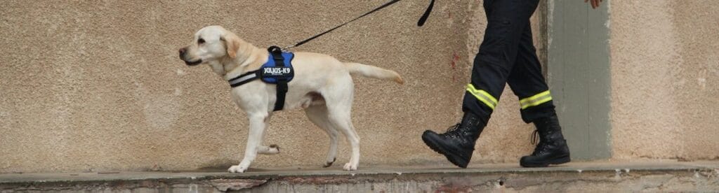 Labrador hulphond