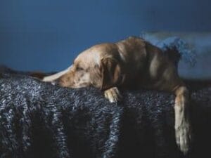 Labrador ligt zielig op een deken