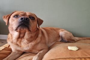 Mijn labrador Teddy kwijlt van een stukje appel