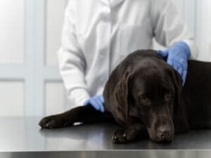Labrador met epilepsie bij de dierenarts