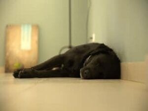 Zwarte labrador epileptische aanval