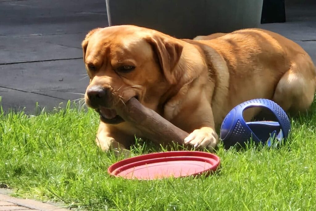 Mijn labrador Teddy bijt op een stuk olijfhout