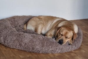 Teddy slaapt in zijn donut hondenmand