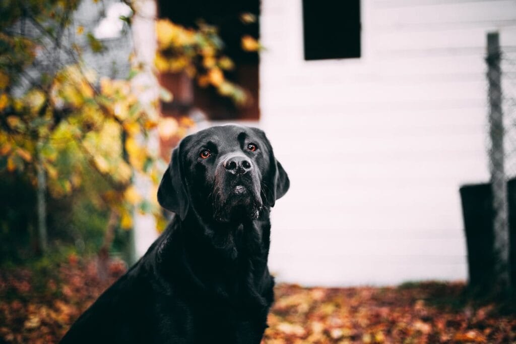 Zwarte labrador in de herfst