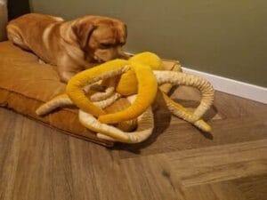 Mijn labrador Teddy speelt met zijn octopus knuffel